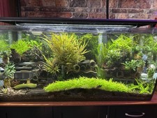 AQUARIUM SETUP 2FT / PLANTED AQUASCAPE DECOR / TROPICAL STYLE