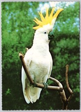 Bird Postcard Sulphur Crested