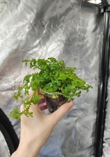 5cm Pot Of Selaginella Uncinata Terrarium Plant Peacock Moss/Blue Spikemoss 