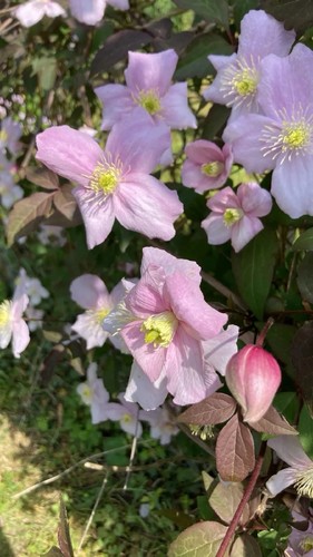 Organically grown climbing - x,