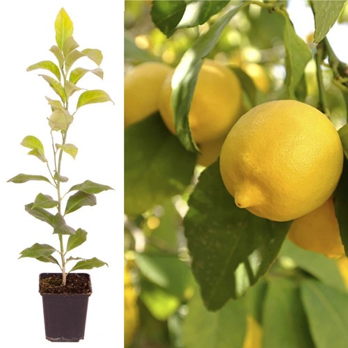 Lemon citron citrus tree - citron, fruit