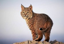 386802 Bobcat WALL ROOM PRINT