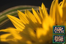 Jerusalem Artichoke Helianthus tuberosus Selection of Stampede and Fuseau Tubers