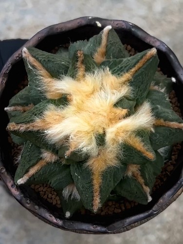 2cm live house plant - 10.2cm,