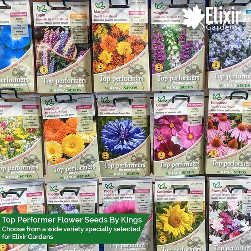 Kings flower seeds - kings,