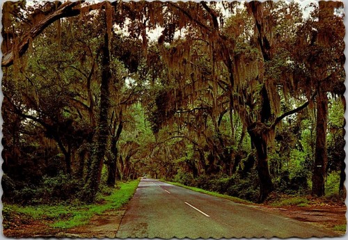 Spanish moss road - spanish,