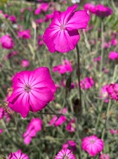 Silene coronaria. Rose