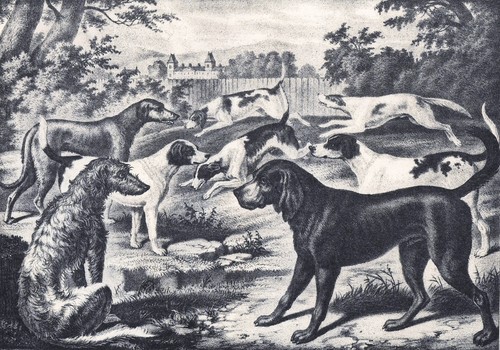 Group hounds 1890 deerhound - of,
