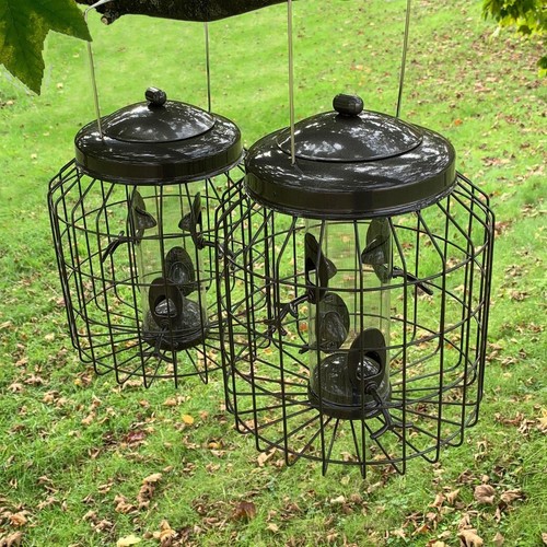 Squirrel proof hanging - squirrel, bird