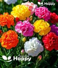 CARNATION MIX CHABAUD - 300