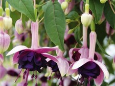 1   X  FUCHSIA DOUBLE PLUG