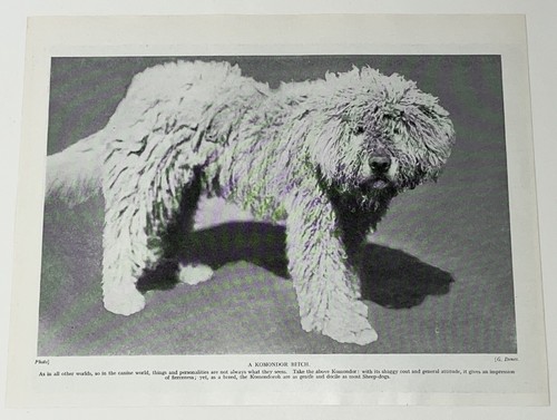 Komondor sheepdog dog breed - komondor,