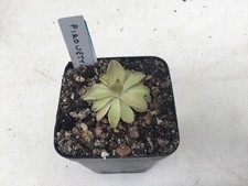 Pinguicula Pirouette
