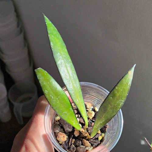 Hoya noid sumatra - hoya,