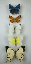 Real Butterfly Collection x 5