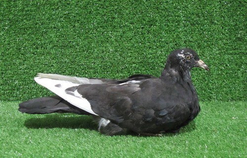Sitting black and white pigeon - sitting,