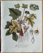 Dorstenia Contrajerva + Vietz