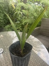 TRACHYCARPUS WAGNERIA - 1 x