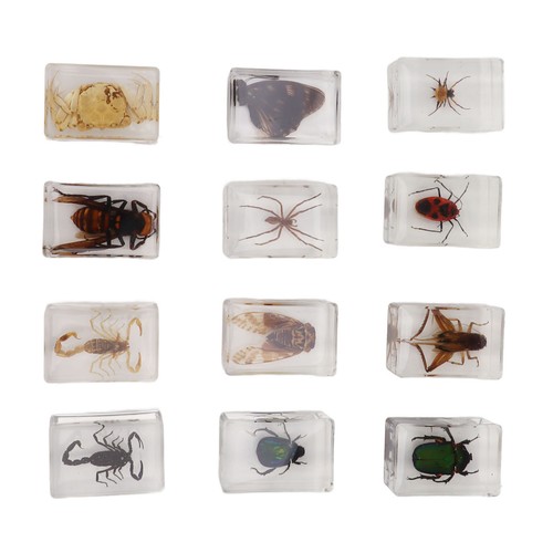 12pcs real bug specimens - real,