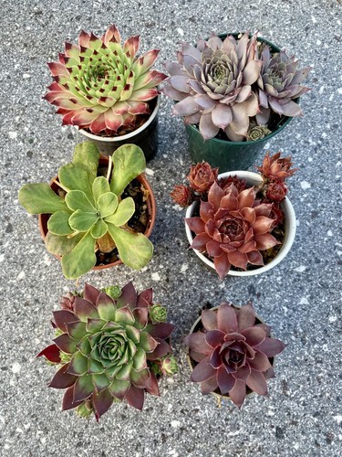 Named sempervivum and - sempervivum,