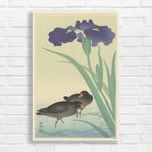 Classic japanese iris original - classic,
