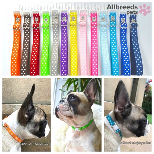 Allbreeds pets puppy - pets,