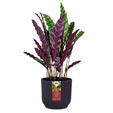 Elho Vibes Round Winery Deep