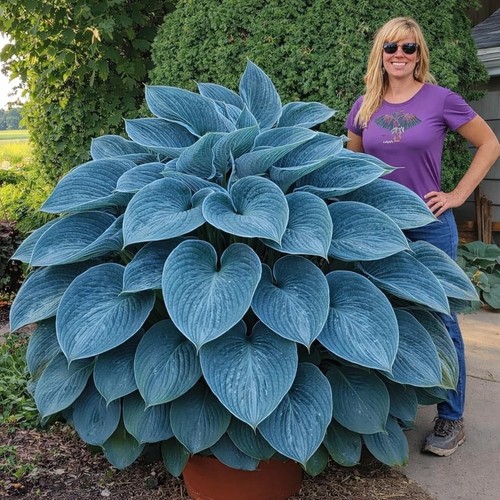 Blue angel giant hosta - blue,