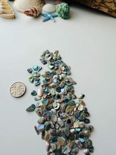 Abalone paua shell pieces - paua,
