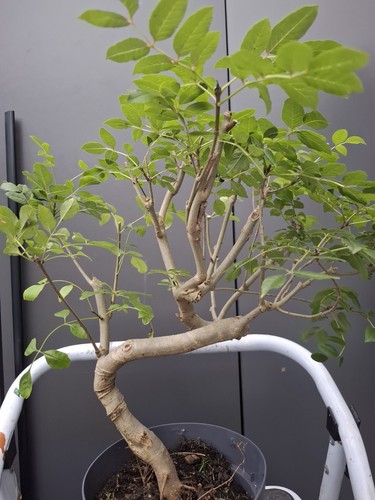 Part trained yamadori fraxinus - part,