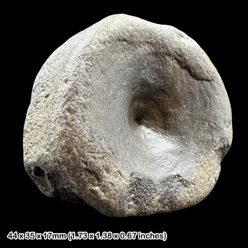 Ichthyosaur vertebra fossil - ichthyosaur,