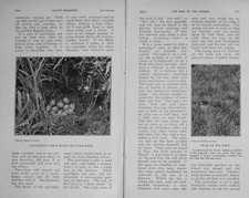 Original Old Antique Print