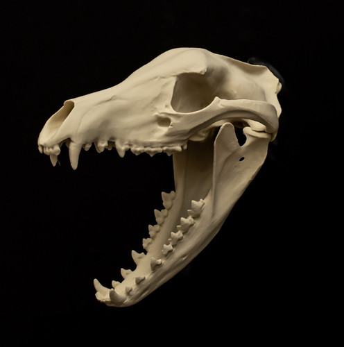 Thylacine skull replica life - skull,