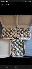 X12 Coturnix Quail Eggs