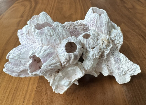 Natural giant barnacle cluster - barnacle,