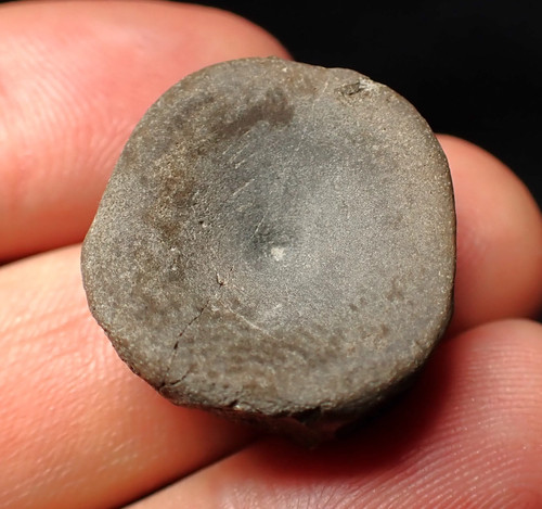 Jurassic ichthyosaur bone