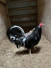 6 X American whitehackle