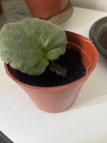 Baby african violet - violet, plant-