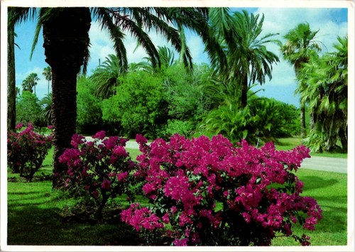 Mcallen postcard - mcallen,