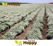 SWEET ALYSSUM - NEW CARPET OF SNOW - 1600 seeds - Lobularia - PURE WHITE FLOWER