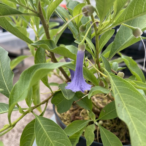 Iochroma australe syn dunalia - australe, syn.