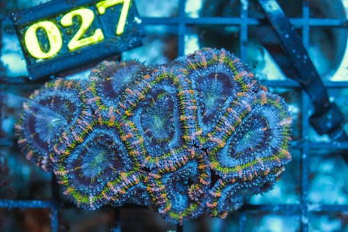 Wysiwyg live coral corals - wysiwyg,