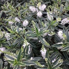 Hebe starlight plug plants