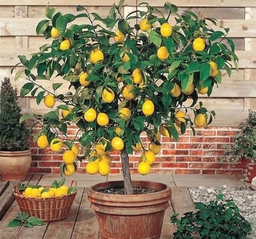 Live plants lemon trees yo - live,