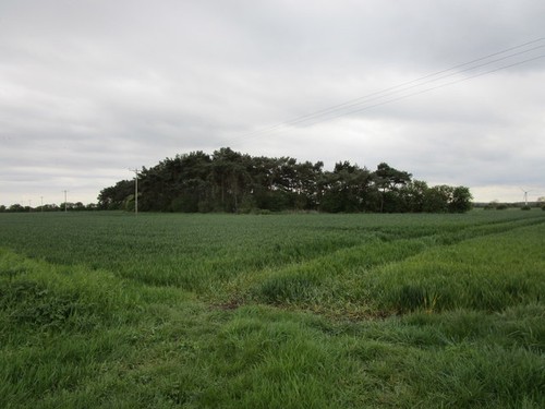 Photo 6x4 small - photo, plantation
