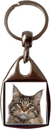 Maine coon cat pet luxury - coon,