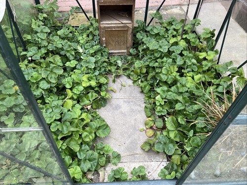 Lots strawberry plants to - plants,