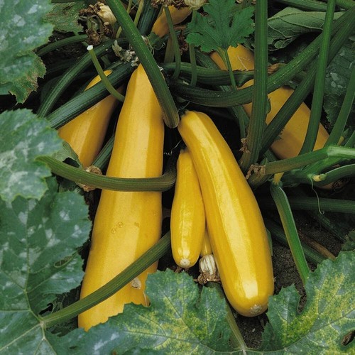 Courgette parador hybrid 1 - f1,