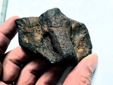 Large Iguanodon Dinosaur Skull