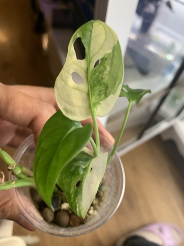 Variegated monstera adansonii - monstera,